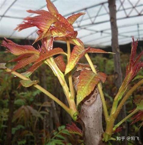 香椿树的种植|香椿的种植时间和方法详解（教你如何种植出优质的香椿，提高产。